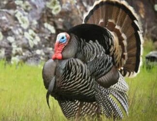 ördək neçə günə bala çıxarır: Hindtoyuq – yerli təsərrüfat üçün ətlik və damazlıq məqsədlərə uyğun — 1