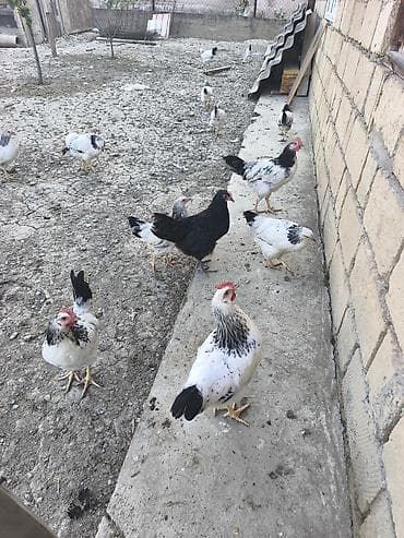 vendam kendi: Təsvir: - Yerli həyət şəraitində bəslənən ağ-qara ləkəli toyuqlar — 4