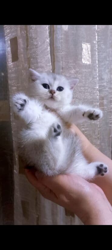 Britan, Erkək, Dişi, Yaxşı əllərə, Ünvandan götürmə