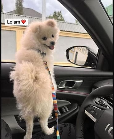 meymun heyvan: Şpitz, 9 ay, Dişi, Peyvəndli, Pulsuz çatdırılma — 3