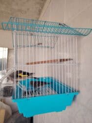 dovşan satışı: Çöl bülbülü satilir 2 eded Qəfəs qarışıg 25man — 2