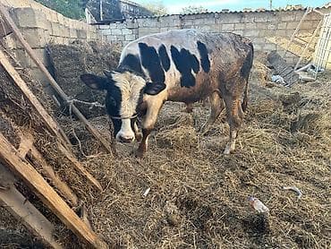 damaz: ETLIK verilmir hec km narahat etmeisn Satlıq erkək dana Holştayn — 2