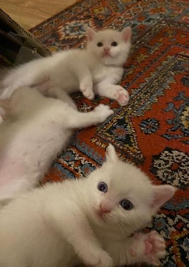 Yavru pişiklər – müxtəlif rənglər və tüklü balalar - Növ: Ev pişiyi