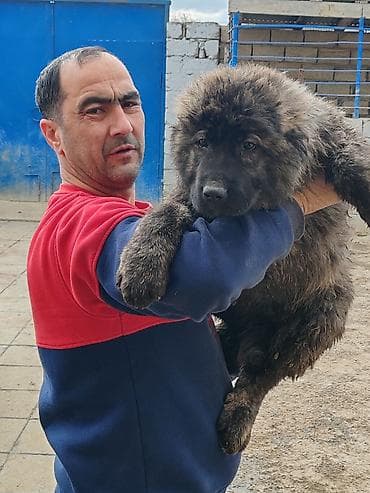 kaski iti: Qafqaz çoban iti, Peyvəndli — 5