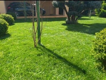 jasmin ağacı: Qazon si̇fari̇şi̇ həyət və villalar ücün yüksək kefiyətli qazon — 6