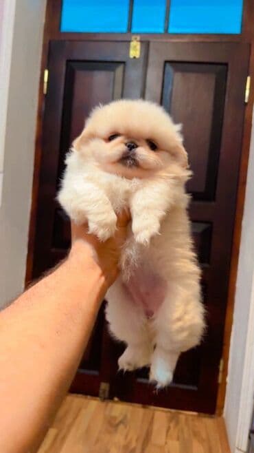 купить хаски щенка: Pekines, 2 ay, Dişi — 4