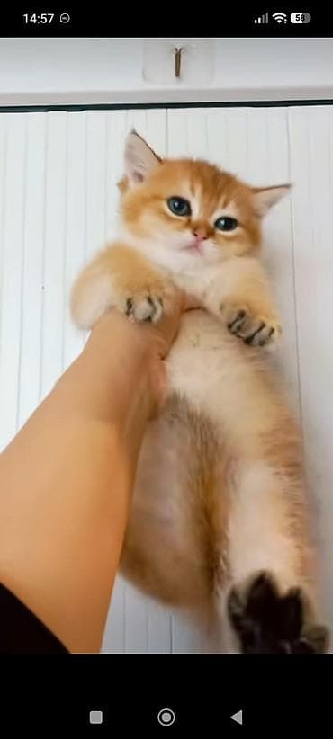 pişik sortları: Britan, Erkək, Yaxşı əllərə, Ünvandan götürmə — 4