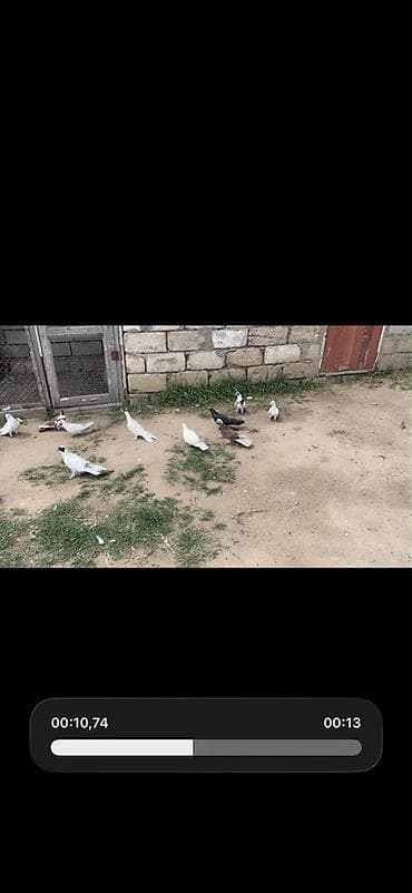 tovuz qusu satiram: 12.13 dene Heyvandı satılır hamsı tutulma Heyvanlardı Desde Sarı — 2