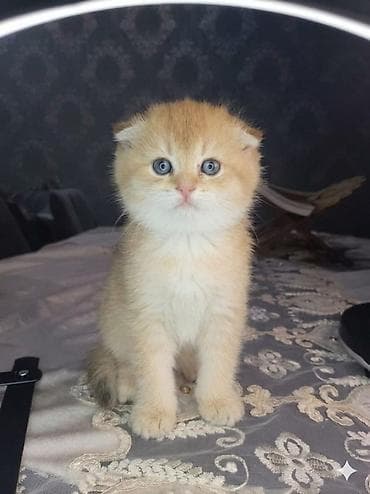 Britan yastı qulaq, Erkək