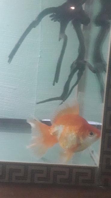 Quşlar: Qızıl balıq, Sülhsevər — 3