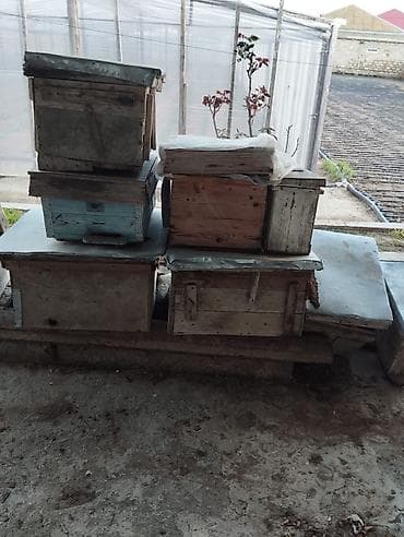 ari yeşiklərinin satışı: Taxta material.İşlənmiş arı yuvaları.Qiymət razılaşma yolu ilə.Tək-tək — 4