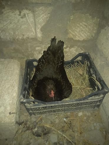 kurt: Toyuq, Australorp, Damazlıq, Ünvandan götürmə — 4
