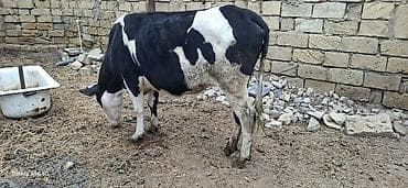 Dişi, Holsteyn, il: 3, 600 kq, Südlük, Ünvandan götürmə