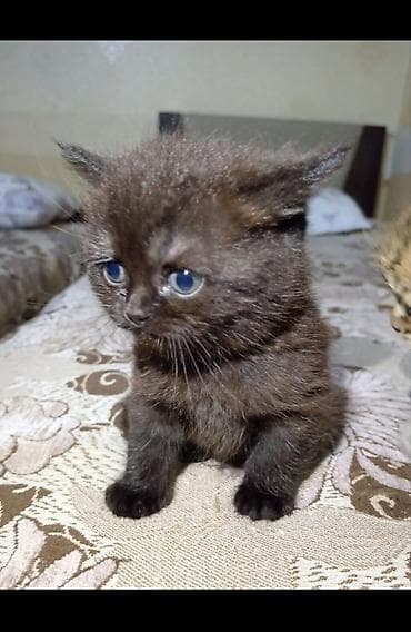 gencede heyvanlar: Britan, Dişi, Yaxşı əllərə, Ünvandan götürmə — 3