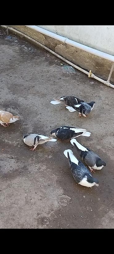 bakida it bazari: Dekarativ goyercin 7 ededi 7 disi 50 manat delfin de 7 ededi delfinde — 7
