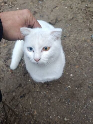 Другие животные: Шотландская — 1