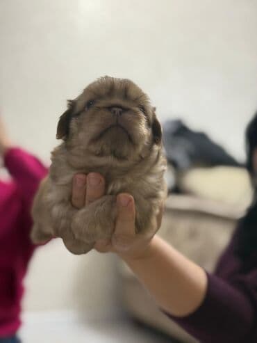 afçarka itləri: Pekines — 1