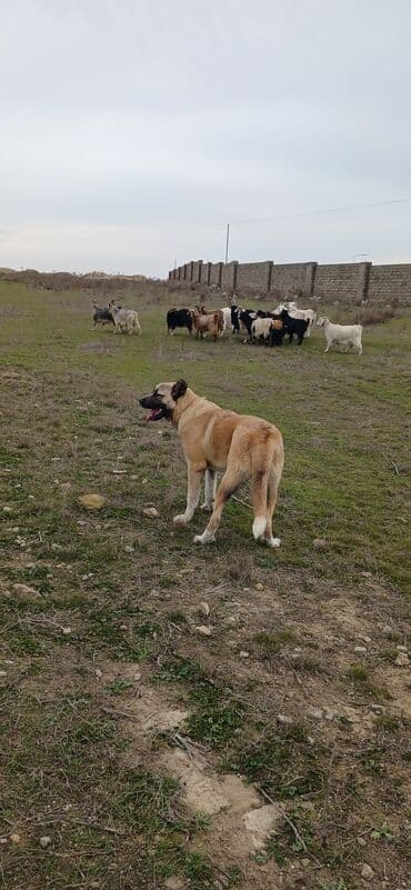 Heyvanlar üçün mallar: Qurdbasar, 11 ay, Erkek, Peyvəndli, Ödənişli çatdırılma — 7