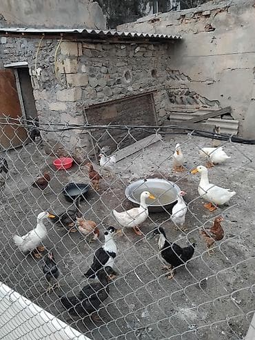 Ördəklər: Erkək, Damazlıq, Ünvandan götürmə — 2