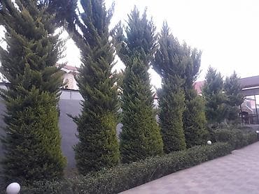 şaxta baba corabı: Ağaclar — 3