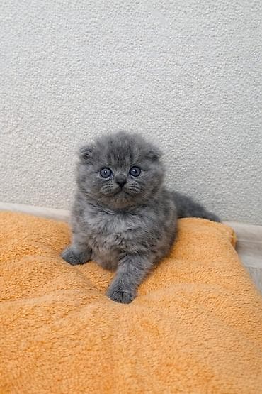 Кошки: Шотладская вислоухая, Самец, Самка, В добрые руки, Самовывоз, Бесплатная доставка, Платная доставка — 1