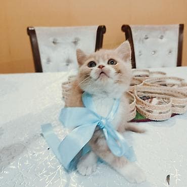 bala dovşan: Erkək, Dişi, Yaxşı əllərə, Ünvandan götürmə, Pulsuz çatdırılma, Ödənişli çatdırılma — 2