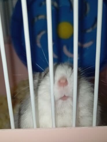 hamster satis: Hamster (cücəboy Drəvşkiy/Campbell tipli) – zərif, xırda ev heyvanı — 2