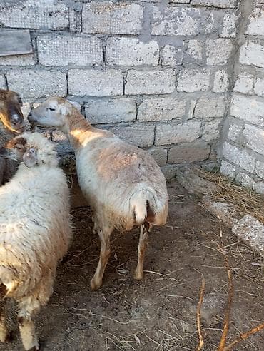 ana bala keci: Qoyunlar – yerli quyruqlu cins - Şəkillərdə görünən ana qoyunlar — 2