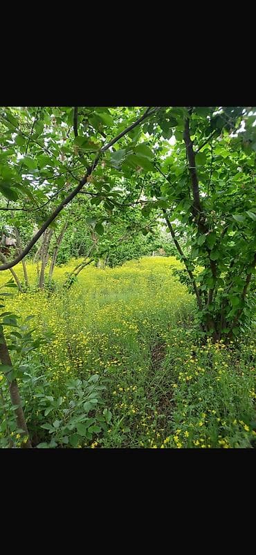 şeki: 8 sot, Tikinti, Mülkiyyətçi, Kupça (Çıxarış) — 9