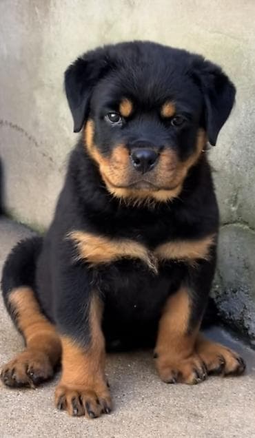 heyet iti etibarlı: Rotveyler, Peyvəndli — 4