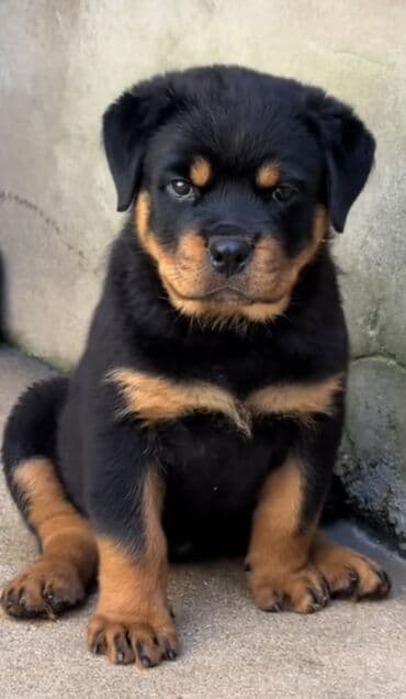 çoban iti balasi: Rotveyler — 3