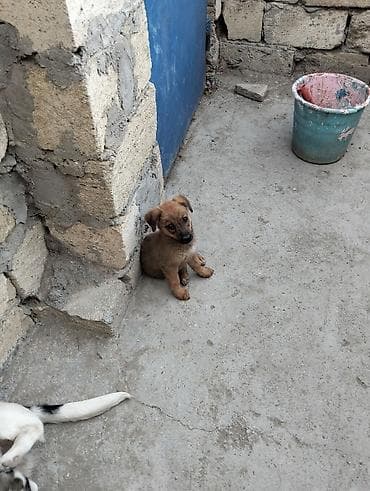 tap. az ov itleri: Balaca itin balası – qəhvəyi rəngdə, qısa tüklü, qıvrım quyruqlu. Orta — 2