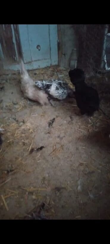 tutuquşu qiymeti: Toyuq cücələri, Damazlıq — 9