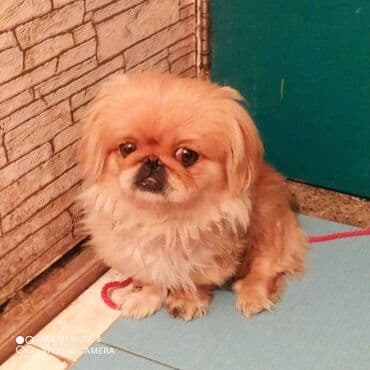 itlerin satisi ucuz: Pekines, 11 ay, Erkek, Ödənişli çatdırılma — 4