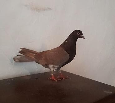 qus xana: Tutulmadi unvan suraxani — 3