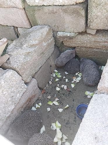 canlı yem: Kirpi – bağ üçün zərərvericilərə qarşı təbii “mühafizəçi” - Gecə — 4