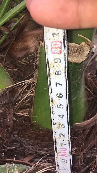 jasmin ağacı: Salam, 15 ədəddir. 6-7 ilin ağackarıdır. Qiymət razılaşma yolu ilə — 5