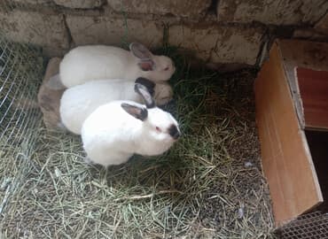 dovşan karlik: Kaliforniya dovşanları satlır damazlıqada yarıyır kesib yemeyede — 1