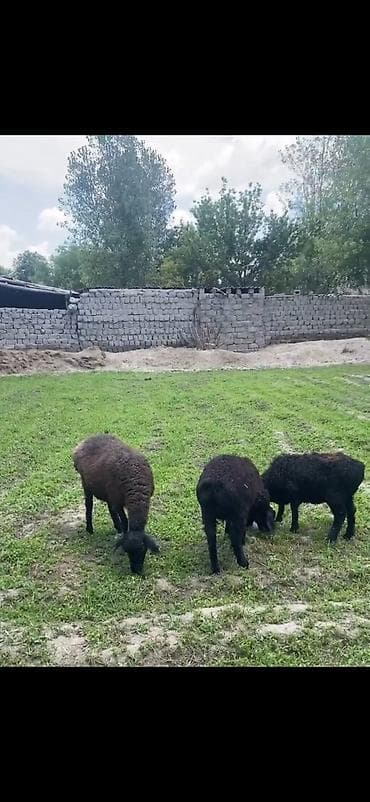 kreditle heyvan satisi: Ikinci qarina dogan qoyunlardi heresinin bir balasi var bir ana bir — 7