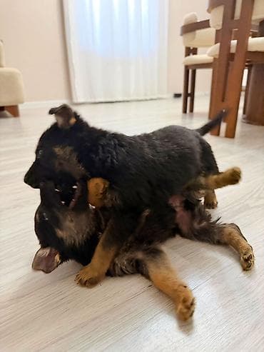 serrap dermani ne ucundur: Alman çoban iti, Peyvəndli — 2