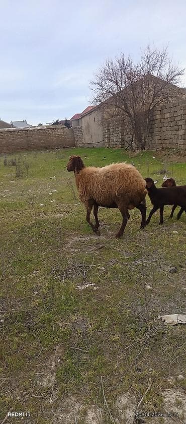 əmlik quzular: Bir ana iki bala quzular dişidi ÜNVAN BAKI şəhəri buzovna — 5