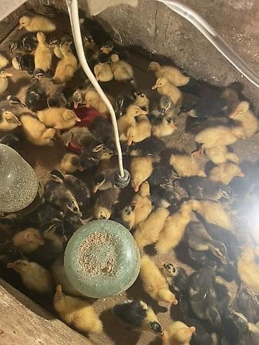 cüce: Ördək cücələri, Damazlıq — 1