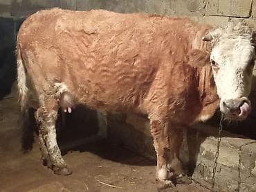 inek quba: Salam ətlik maldılar 4500 südə verilər 4 5 6 7 litir qiymət 3 Çinə — 5