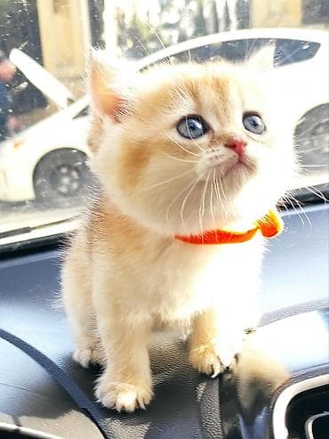 Pişiklər: Qızıl şinşilla — 5