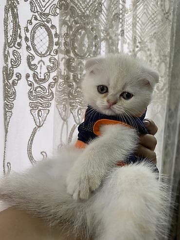 pisik esyalari: Şotland yastı qulaq — 3