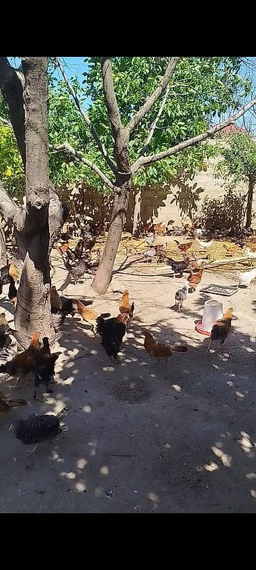 kent çolpası: Toyuq cücələri, Damazlıq — 5