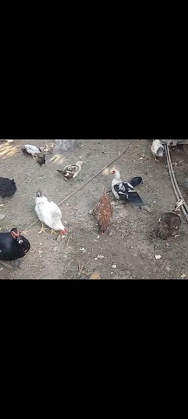 it yemi satilir: Erkək ( 1 lavanda 1 zümrüdü 1 yerli) dişi ( 3 krasnadar 1 yerli) — 3