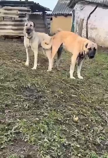 kanqal qiymeti: Kanqal, 1 ay, Peyvəndli, Ödənişli çatdırılma — 1