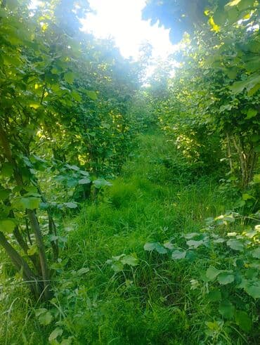 Çəngəllər: Fındıq bağçası – intensiv əkilili, səliqəli cərgələr vatsa əlaqə — 3