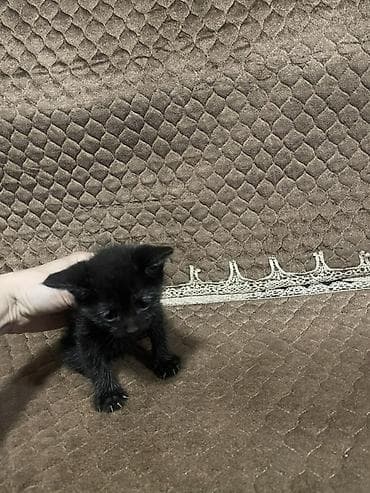 pisik aliram: Yaxşı əllərə — 3